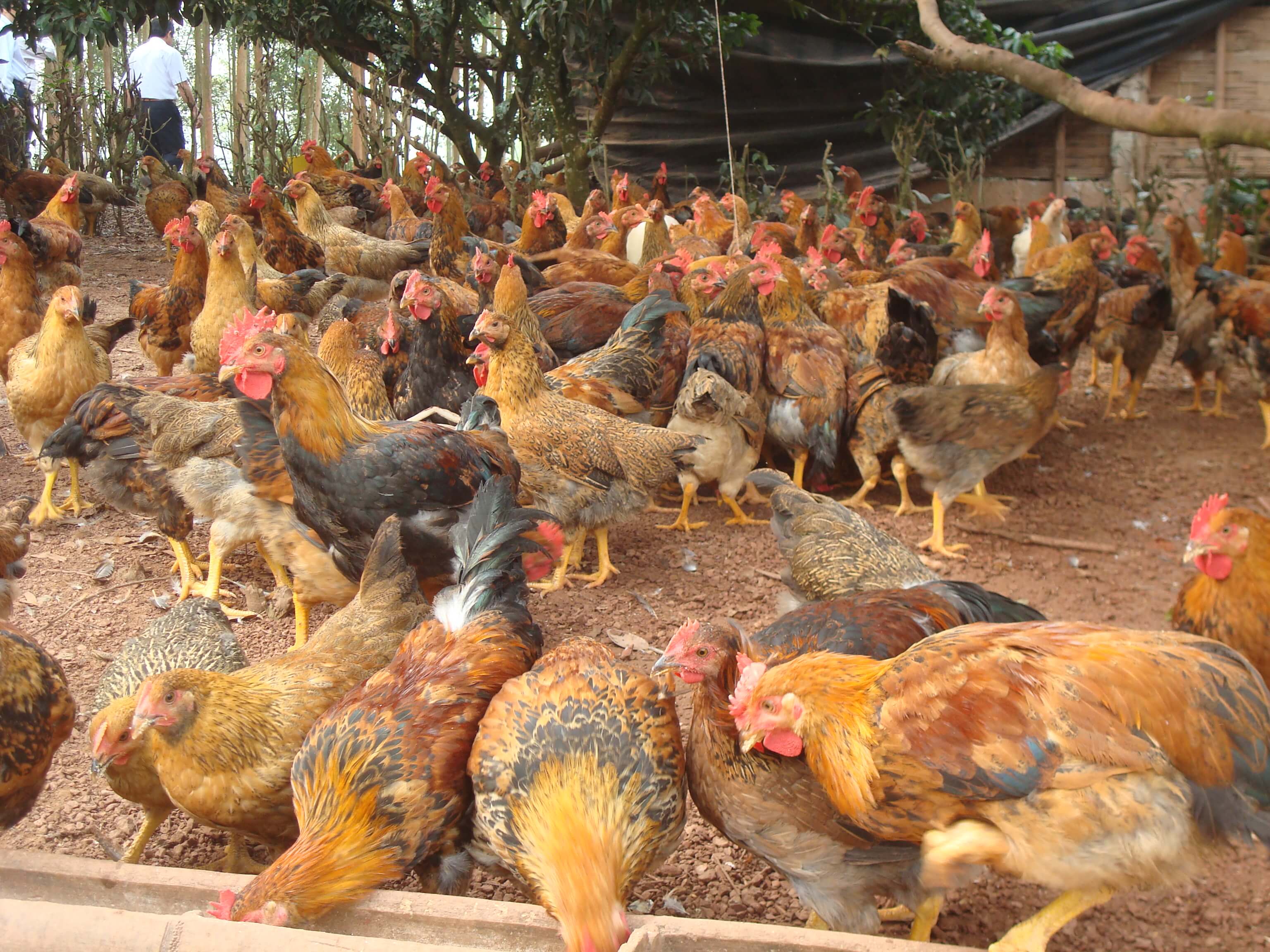 Ngăn chặn dịch cúm gia cầm ở Bà Rịa  - Vũng Tàu