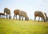 Cánh đồi cừu – Địa điểm check in hot sình sịch