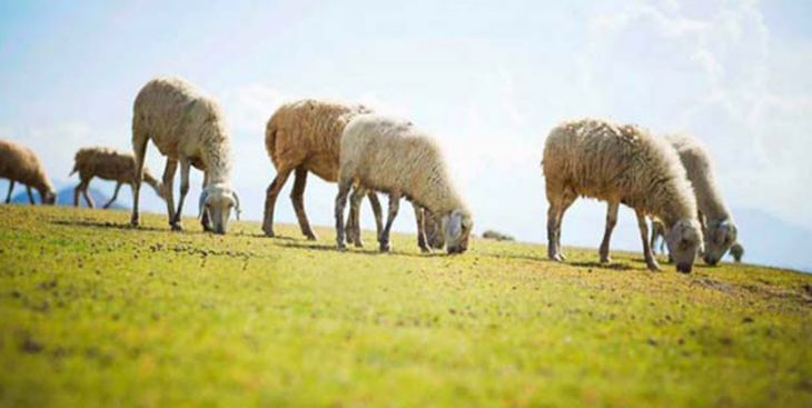 Cánh đồi cừu – Địa điểm check in hot sình sịch