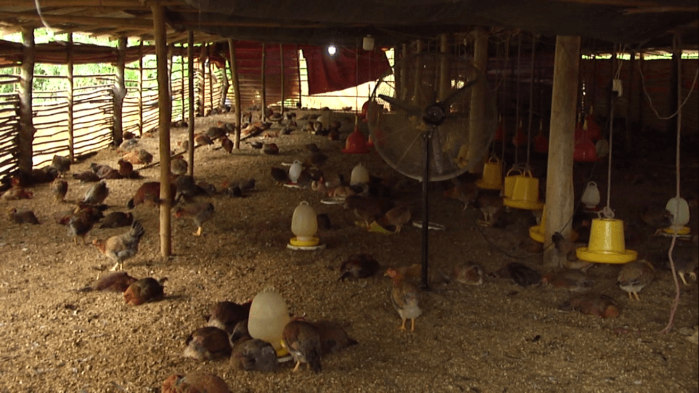 Bà Rịa Vũng Tàu xuất hiện dịch cúm gia cầm H5N6 nguy hiểm 1