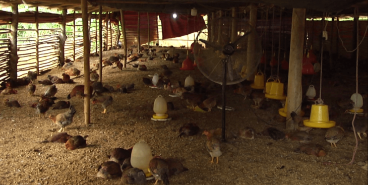 Bà Rịa Vũng Tàu xuất hiện dịch cúm gia cầm H5N6 nguy hiểm