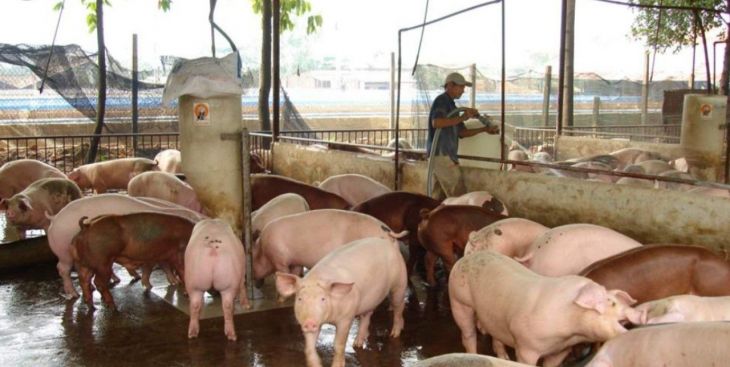 Dịch tả lợn châu Phi lan rộng, diễn biến phức tạp ở Bà Rịa - Vũng Tàu