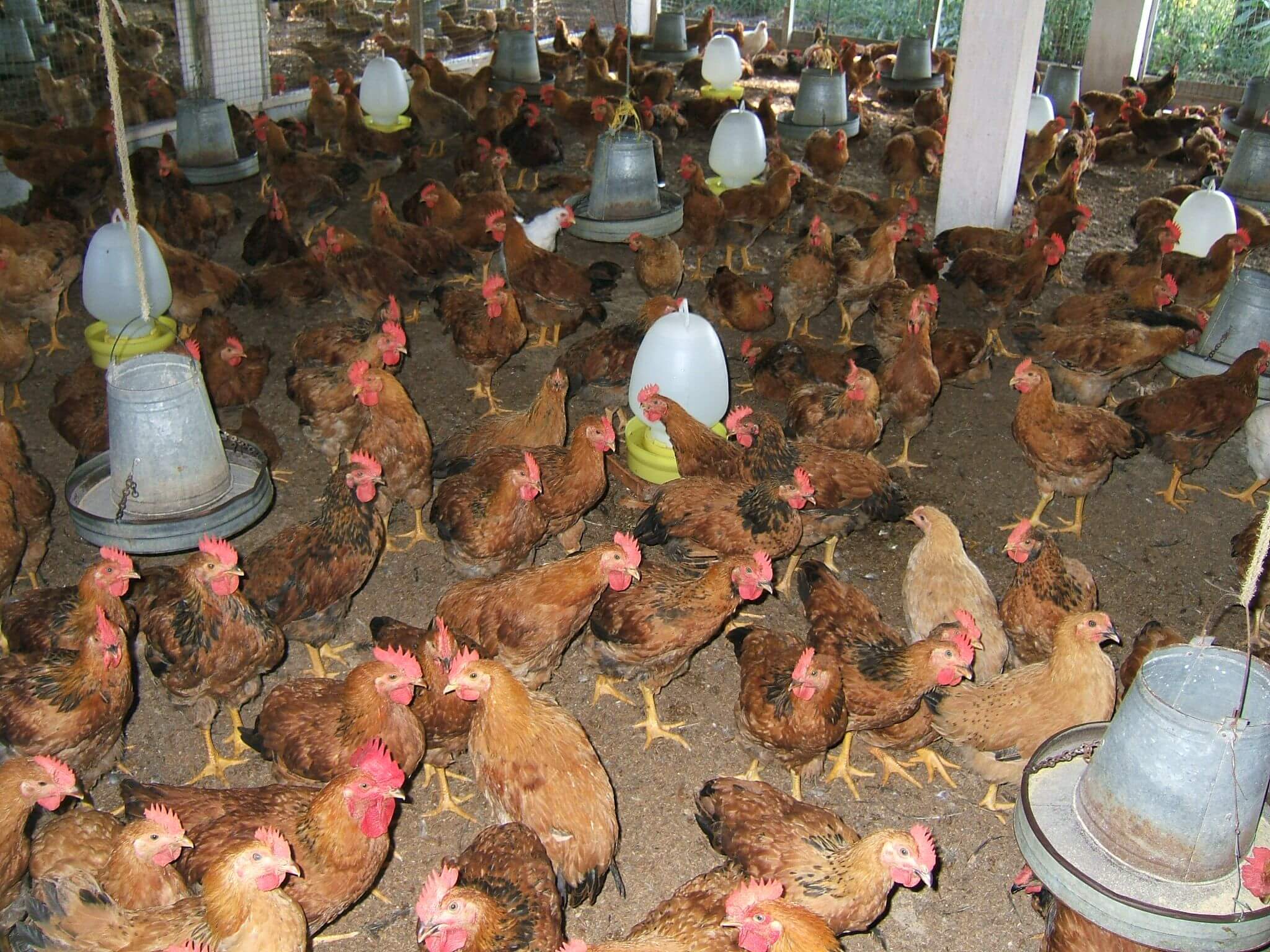 Sau thịt lợn, giá thịt gà giảm mạnh khiến nông dân “thất thoát” 1