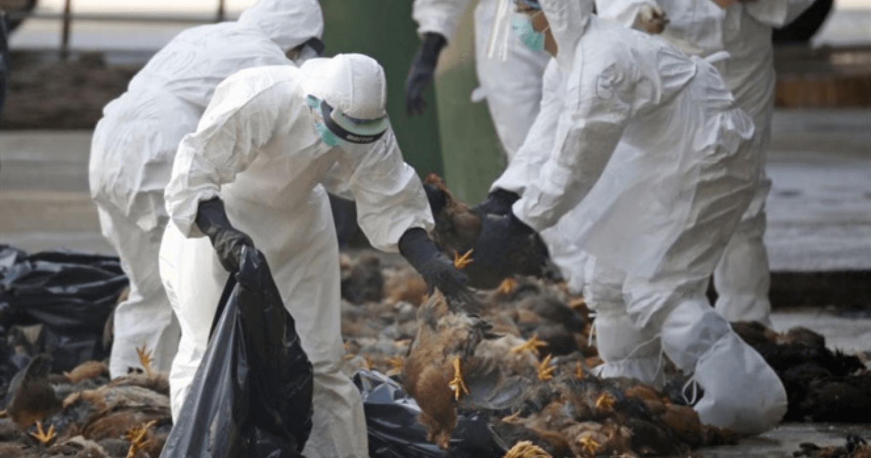 Sau thịt lợn, giá thịt gà giảm mạnh khiến nông dân “thất thoát” 2