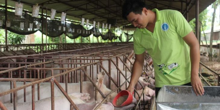 Chăn nuôi gia công: Lời ít nhưng an toàn