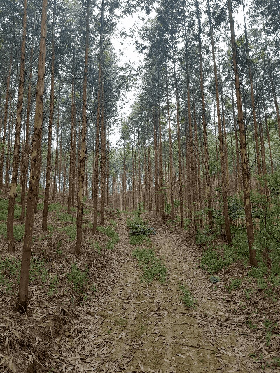 Dự án Đất rừng sản xuất trồng Bạch Đàn