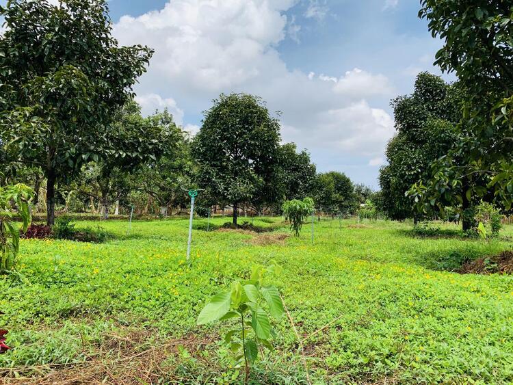 bán đất vườn Vũng Tàu 2