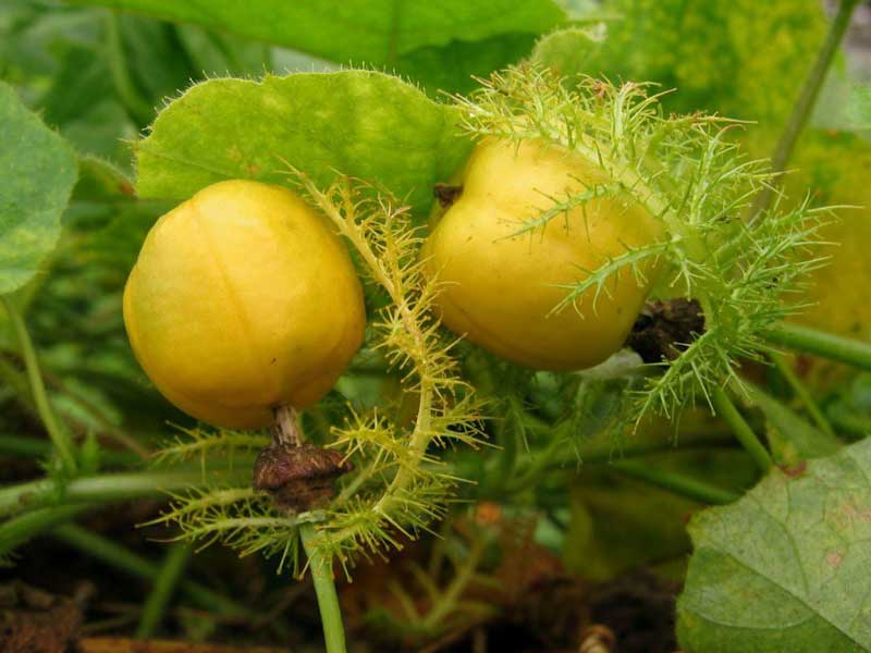 Tác dụng của cây Lạc tiên trong Y học cổ truyền