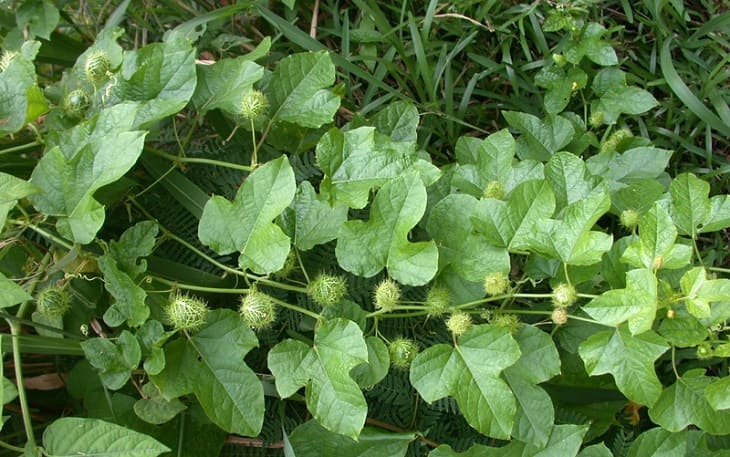 Dùng Lạc tiên để chế biến lạc tiên thành món ăn