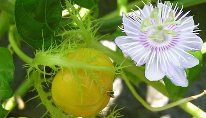 Uống nước cây lạc tiên chữa mất ngủ