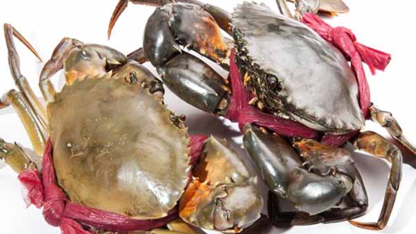 Hướng dẫn cách chọn cua ngon