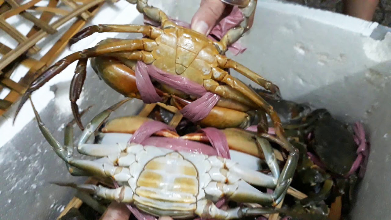 Quan sát để lựa chọn cua ngon