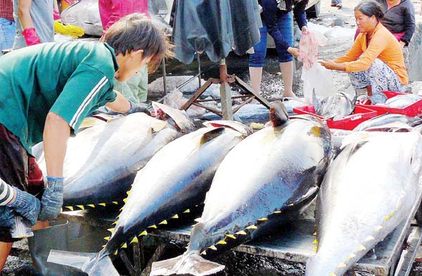 Cá ngừ đại dương Phú Yên