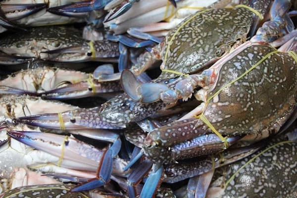 Đặc điểm chung của ghẹ biển