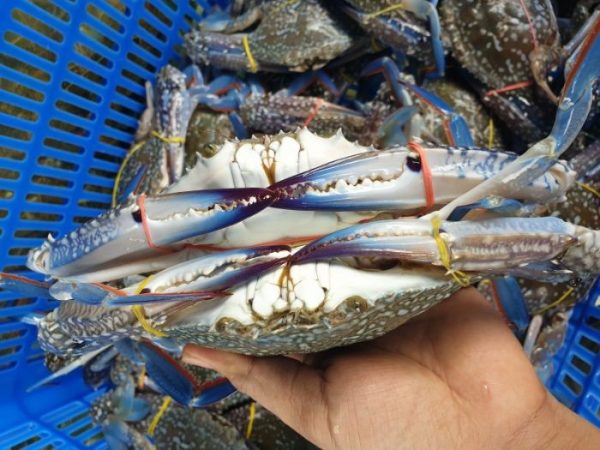 Ghẹ xanh có kích thước vừa phải, giá trị dinh dưỡng cao