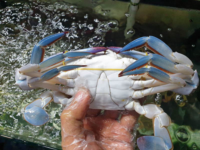 Mẹo chọn ghẹ biển tươi ngon