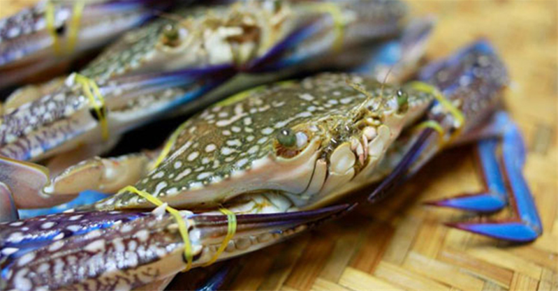 Không nên mua ghẹ quá to hoặc quá nhỏ
