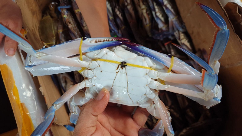 Cách bảo quản ghẹ sống đảm bảo độ tươi ngon