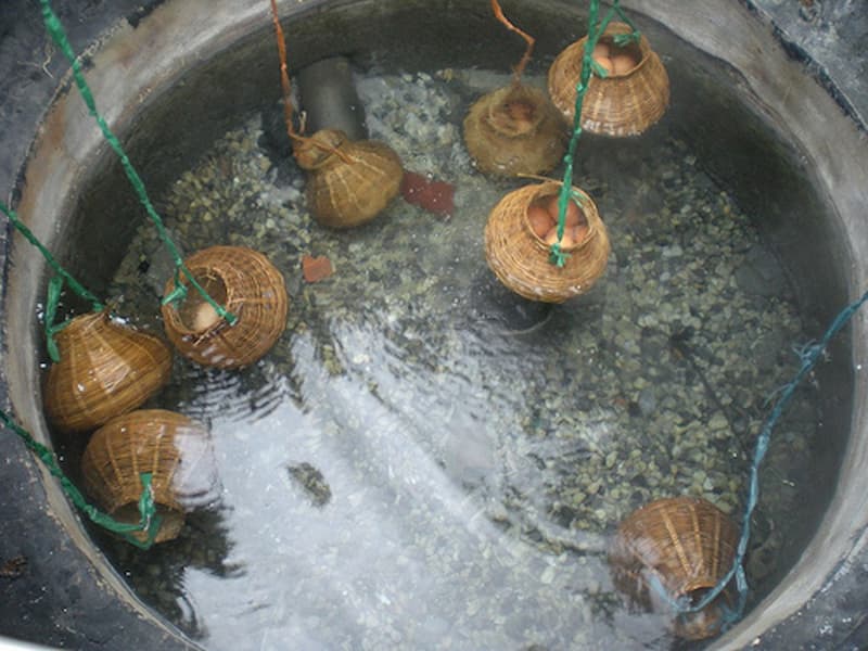 Luộc trứng bằng suối khoáng nóng