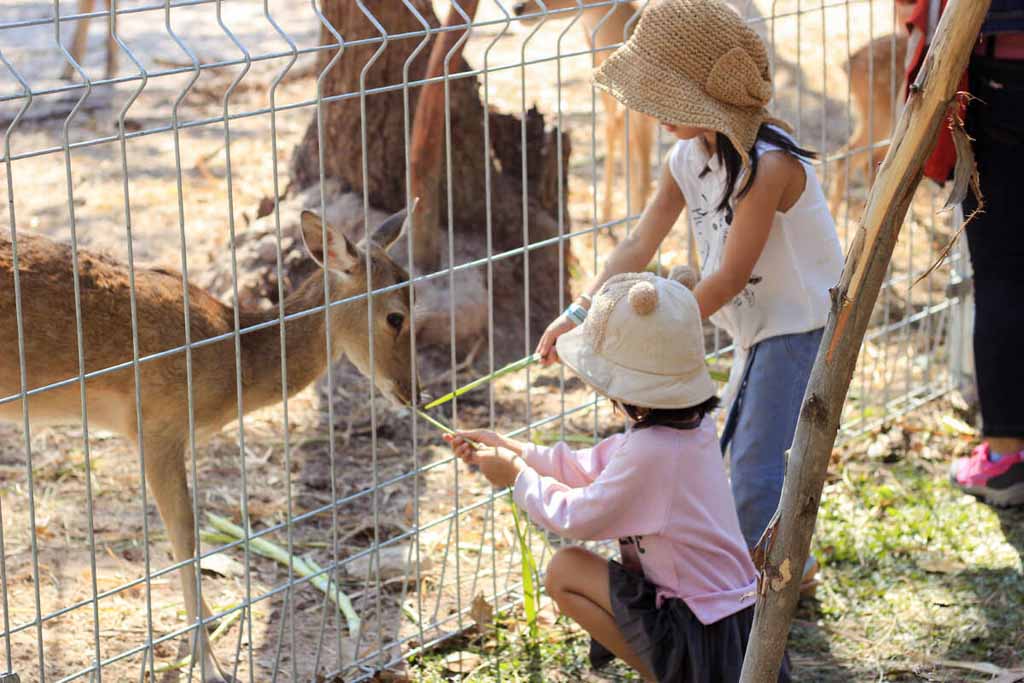 Tham quan vườn thú Mini Zoo