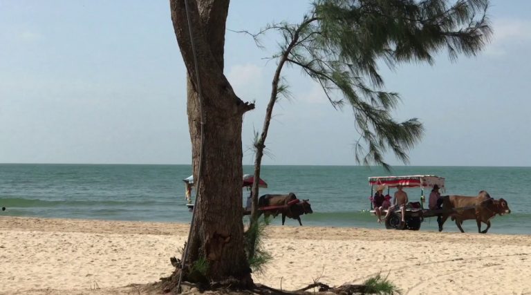 Trải nghiệm đi xe bò ngắm biển